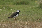 Čejka chocholatá (Vanellus vanellus)