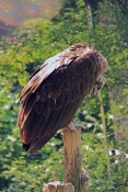 Sup hnědý (Aegypius monachus). ZOO Olomouc
