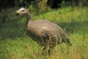 Husa kuří (Cereopsis novaehollandiae). ZOO Olomouc