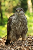 Jestřáb lesní (Accipiter gentilis). ZOO Olomouc