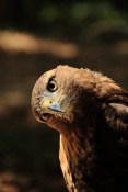 Káně rudoocasá (Buteo jamaicensis). ZOO Olomouc