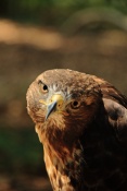 Káně rudoocasá (Buteo jamaicensis). ZOO Olomouc