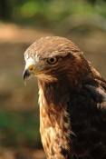 Káně rudoocasá (Buteo jamaicensis). ZOO Olomouc