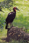 Zoborožec kaferský (Bucorvus leadbeateri ). ZOO Olomouc