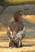 Husička podzimní (Dendrocygna autumnalis). ZOO Olomouc