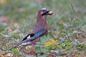 Sojka obecná (Garrulus glandarius). Park Štěpánka, Mladá Boleslav