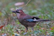 Sojka obecná (Garrulus glandarius). Park Štěpánka, Mladá Boleslav