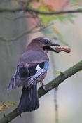 Sojka obecná (Garrulus glandarius). Park Štěpánka, Mladá Boleslav