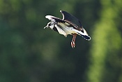 Čejka chocholatá (Vanellus vanellus)