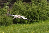 Jeřáb popelavý (Grus grus)
