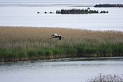 Jeřáb popelavý (Grus grus)