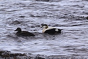 Kajka mořská (Somateria mollissima)
