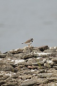 Kulík písečný (Charadrius hiaticula)