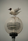 Racek chechtavý  (Larus ridibundus)