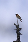 Rehek zahradní (Phoenicurus phoenicurus