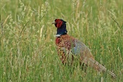 Bažant obecný (Phasianus colchicus). Zámecký park Židlochovice