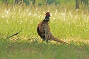 Bažant obecný (Phasianus colchicus). Zámecký park Židlochovice