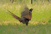 Bažant obecný (Phasianus colchicus). Zámecký park Židlochovice
