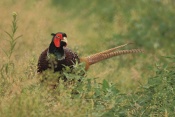 Bažant obecný (Phasianus colchicus). Zámecký park Židlochovice