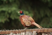 Bažant obecný (Phasianus colchicus). Zámecký park Židlochovice
