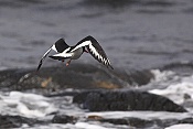 Ústřičník velký (Haematopus ostralegus)