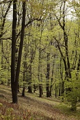 Park hradu Hukvaldy