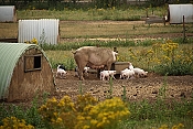 Prase domácí (Sus scrofa f. domestica) - York (GB)