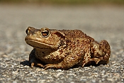 Ropucha obecná (Bos primigenius f. taurus) - NP Podyjí, Čížov (ČR)