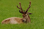 Jelen evropský (Cervus elaphus) - Bunratty Castle 