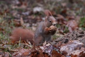 Veverka obecná (Sciurus vulgaris) – park Štěpánka, Mladá Boleslav
