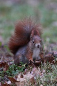 Veverka obecná (Sciurus vulgaris) – park Štěpánka, Mladá Boleslav