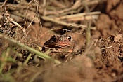 Ropucha obecná (Bufo bufo). Těšenov