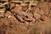 Ropucha obecná (Bufo bufo). Těšenov