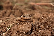 Ropucha obecná (Bufo bufo). Těšenov