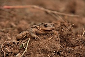 Ropucha obecná (Bufo bufo). Těšenov
