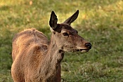 Jelen evropský (Cervus elaphus).Nové Hrady