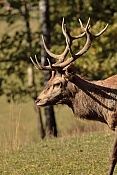 Jelen evropský (Cervus elaphus).Nové Hrady