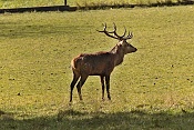 Jelen evropský (Cervus elaphus).Nové Hrady