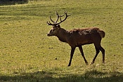 Jelen evropský (Cervus elaphus).Nové Hrady