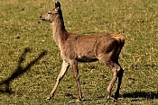 Jelen evropský (Cervus elaphus).Nové Hrady