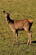 Jelen evropský (Cervus elaphus).Nové Hrady