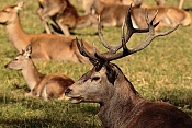 Jelen evropský (Cervus elaphus).Nové Hrady