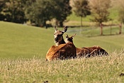 Jelen evropský (Cervus elaphus).Nové Hrady
