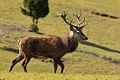 Jelen evropský (Cervus elaphus).Nové Hrady