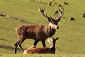 Jelen evropský (Cervus elaphus).Nové Hrady