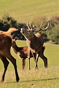 Jelen evropský (Cervus elaphus).Nové Hrady
