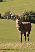 Jelen evropský (Cervus elaphus).Nové Hrady