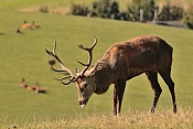 Jelen evropský (Cervus elaphus).Nové Hrady