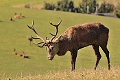 Jelen evropský (Cervus elaphus).Nové Hrady