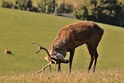 Jelen evropský (Cervus elaphus).Nové Hrady